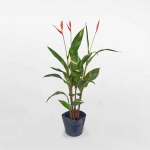 Cây chuối mỏ két cẩm thạch